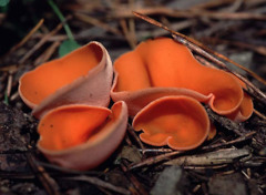 ein orange-roter Pilz, der direkt auf dem Erdboden wächst, ohne Hut und ohne Stiel Beate Graumann