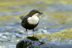 Wasseramsel mit frischem Fang im Schnabel Dieter Wermbter, VDN