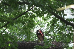 Schwarzstorch im Nest Jochen Hiebel