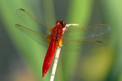 feuerrote Libelle an einem Halm sitzend SAWalter