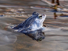 blauer Moorfrosch im Wasser Eckard Baumann